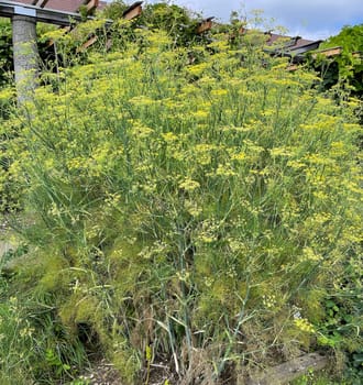 Fennel,Foeniculum vulgare,is an important medicinal and spice plant. Fennel,Foeniculum vulgare,is an important medicinal and aromatic plant.
