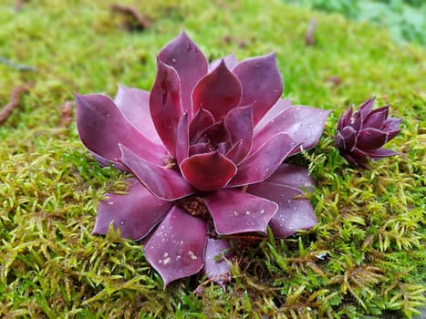 Hauswurz,Sempervivum,tectorum,is a medicinal plant and an alpine flower with red flowers. Houseleek,Sempervivum,tectorum,is a medicinal plant and an alpine flower with red flowers.
