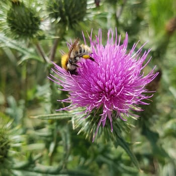 Thistle,Cirsium vulgare,is medicinal and wild plant. Scratching thistle,Cirsium vulgare,is medicinal and wild plant.