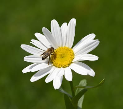 Marguerites form simple flowers,are pollen donors for bees and attract butterflies. They bloom from May to October. Daisies form simple flowers,are pollen donors for bees and attract butterflies. They bloom from May to October.