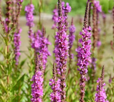 Lythrum salicaria is a wild medicinal plant with purple flowers. Loosestrife,Lythrum salicaria is a wild medicinal plant with purple flowers.