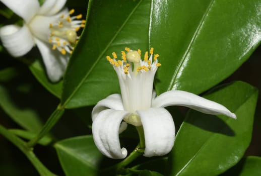 Orange,Citrus sinensis,is an exotic fruit that is also used dried as a fragrance. Orange,Citrus sinensis,is an exotic fruit that is also used as a fragrance when dried.