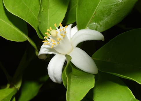 Orange,Citrus sinensis,is an exotic fruit that is also used dried as a fragrance. Orange,Citrus sinensis,is an exotic fruit that is also used as a fragrance when dried.