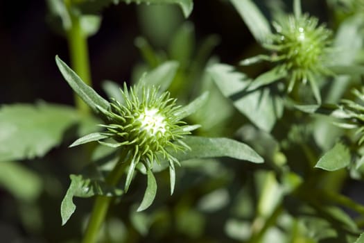 Grindelia,Canadian Rubber Herb,Grindelia integrifolia
