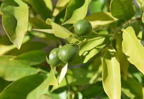 Orange tree,Citrus sinensis,is an exotic fruit that is also used dried as a fragrance. Orange,tree,Citrus sinensis,is an exotic fruit that is also used as a fragrance when dried.