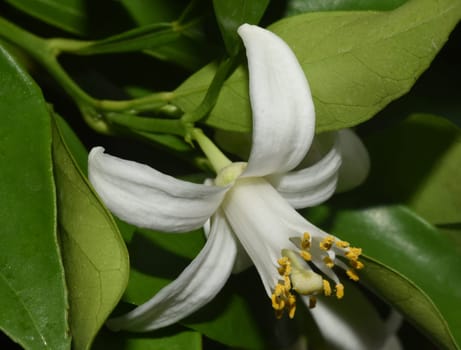 Orange,Citrus sinensis,is an exotic fruit that is also used dried as a fragrance. Orange,Citrus sinensis,is an exotic fruit that is also used as a fragrance when dried.