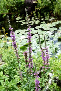Lythrum salicaria is a wild medicinal plant with purple flowers. Loosestrife,Lythrum salicaria is a wild medicinal plant with purple flowers.