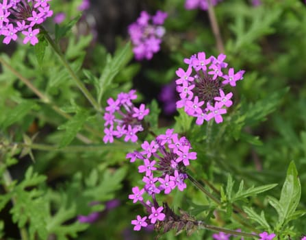 Vervain,verbs canadensis,just like Patagonian verbena,is only conditionally hardy. Vervain,Verben canadensis,like the Patagonian vervain,is only conditionally hardy.