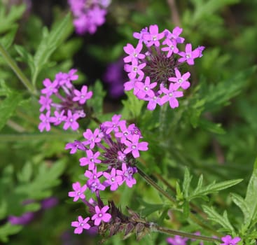 Vervain,verbs canadensis,just like Patagonian verbena,is only conditionally hardy. Vervain,Verben canadensis,like the Patagonian vervain,is only conditionally hardy.