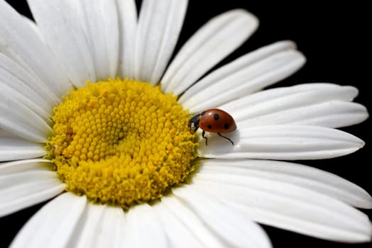 Marguerites form simple flowers,are pollen donors for bees and attract butterflies. They bloom from May to October. Daisies form simple flowers,are pollen donors for bees and attract butterflies. They bloom from May to October.