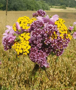 Bouquet of wildflowers ploughed on a wildflower meadow with many different flowers. Wildflower bouquet picked in a wildflower meadow with many different flowers.