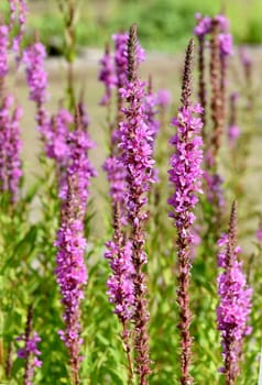 Lythrum salicaria is a wild medicinal plant with purple flowers. Loosestrife,Lythrum salicaria is a wild medicinal plant with purple flowers.