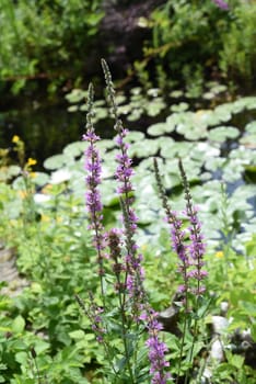 Lythrum salicaria is a wild medicinal plant with purple flowers. Loosestrife,Lythrum salicaria is a wild medicinal plant with purple flowers.