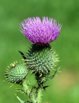 Thistle,Cirsium vulgare,is medicinal and wild plant. Scratching thistle,Cirsium vulgare,is medicinal and wild plant.