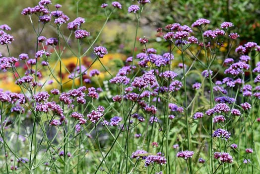 Patagonian verbena,Verbena bonariensis belongs to the genus Verbena comprising more than 250 species and is a beautiful summer flower. Patagonian vervain,Verbena bonariensis belongs to the genus Verbena,which has over 250 species and is a beautiful summer flower.