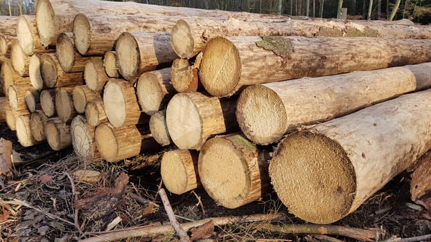 Spruce wood staems ready for transport after the felling. Spruce logs after the falls ready for transport.