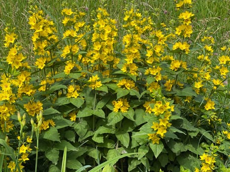 Spotted willow or Lysimachia punctata is a great plant that tolerates both full sun and partial shade. Spotted loosestrife,or Lysimachia punctata,is a great plant that tolerates both full sun and partial shade.