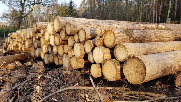 Spruce wood staems ready for transport after the felling. Spruce logs after the falls ready for transport.