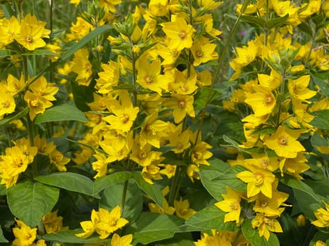 Spotted willow or Lysimachia punctata is a great plant that tolerates both full sun and partial shade. Spotted loosestrife,or Lysimachia punctata,is a great plant that tolerates both full sun and partial shade.