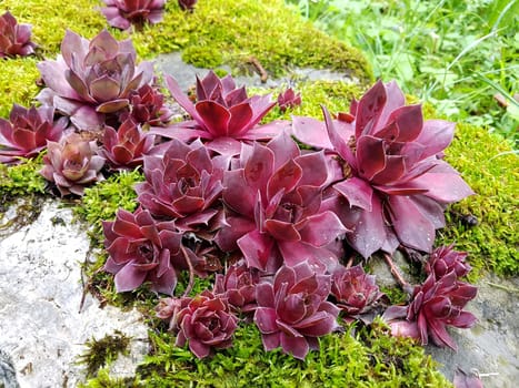 Hauswurz,Sempervivum,tectorum,is a medicinal plant and an alpine flower with red flowers. Houseleek,Sempervivum,tectorum,is a medicinal plant and an alpine flower with red flowers.