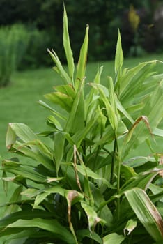 Ginger,Zingiber officinale is a sued fruit that is used as a food and medicinal plant. Ginger,Zingiber officinale,is a southern fruit that is used as a condiment and as a medicinal plant.
