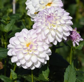 Decorative dahlias,also called decorative dahlias,are beautiful summer flowers. Decorative dahlias,also known as ornamental dahlias,are beautiful summer flowers.