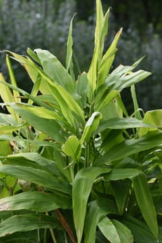 Ginger,Zingiber officinale is a sued fruit that is used as a food and medicinal plant. Ginger,Zingiber officinale,is a southern fruit that is used as a condiment and as a medicinal plant.