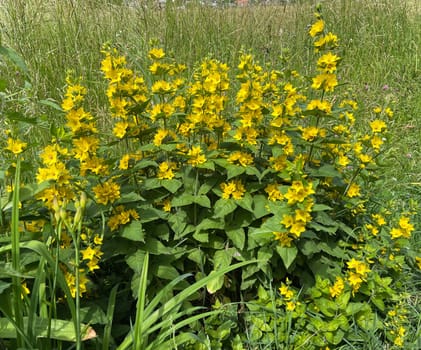 Spotted willow or Lysimachia punctata is a great plant that tolerates both full sun and partial shade. Spotted loosestrife,or Lysimachia punctata,is a great plant that tolerates both full sun and partial shade.