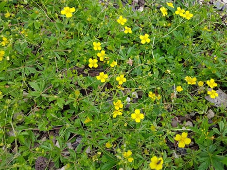 . Fingerwort,Potentilla reptans is an important medicinal plant and is often used in medicine. Cinquefoil,Potentilla reptans is an important medicinal plant and is often used in medicine.