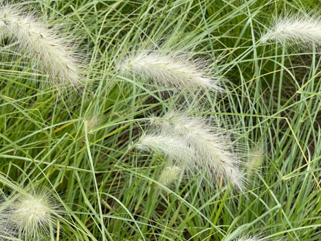 Lamp cleaner grass,feather bristle grass Pennisetum,is a beautiful grass perennial with feather-like bristles in autumn. Lamp cleaner grass,feather bristle grass pennisetum,is a beautiful grass perennial with feather-like bristles in autumn.