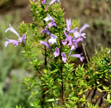Origanum vulgare,is wild marjoram and a medicinal and herbaceous plant. Origanum vulgare,is wild marjoram and a medicinal and herbal plant.