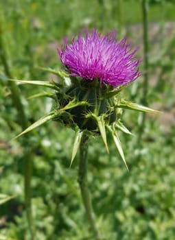 Milk thistle,Silybum marianum is an important medicinal plant. Milk thistle,Silybum marianum,is an important medicinal plant.