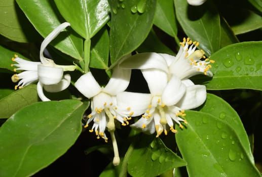 Orange,Citrus sinensis,is an exotic fruit that is also used dried as a fragrance. Orange,Citrus sinensis,is an exotic fruit that is also used as a fragrance when dried.