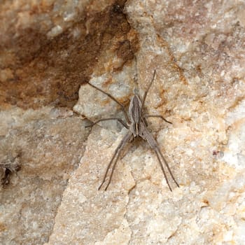 List spider,Pisaura mirabilis,belongs to the group of predatory spiders. List spider,Pisaura mirabilis,belongs to the predatory spiders