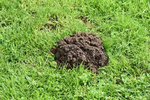 Mole hills on lawns can leave unpleasant marks. Molehills on lawns can leave unsightly marks.