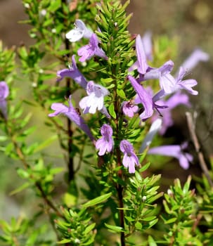 Origanum vulgare,is wild marjoram and a medicinal and herbaceous plant. Origanum vulgare,is wild marjoram and a medicinal and herbal plant.