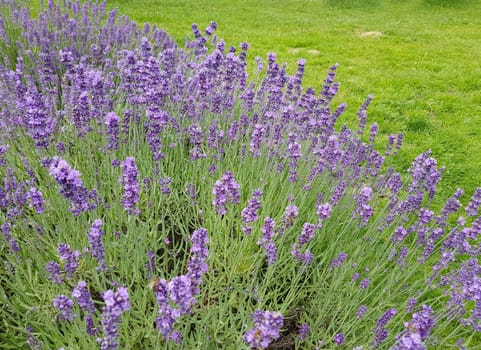 Lavender,lavendula officinalis is an important medicinal plant and a fragrant plant with blue flowers and is used in medicine. Lavender,lavendula officinalis is an important medicinal plant and a scented plant with blue flowers and is used in medicine.