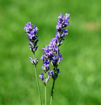 Lavender,lavendula officinalis is an important medicinal plant and a fragrant plant with blue flowers and is used in medicine. Lavender,lavendula officinalis is an important medicinal plant and a scented plant with blue flowers and is used in medicine.