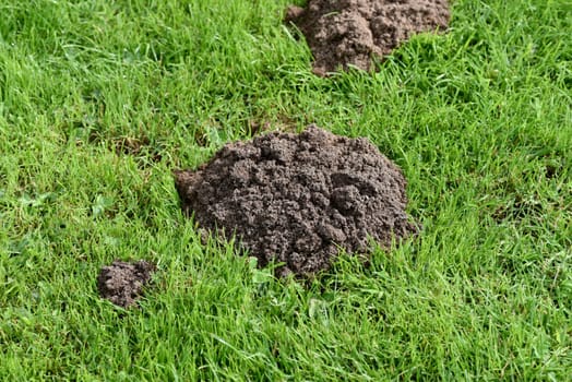 Mole hills on lawns can leave unpleasant marks. Molehills on lawns can leave unsightly marks.