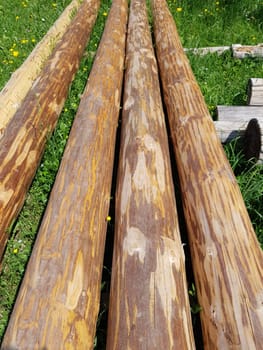 Spruce wood staems ready for transport after the felling. Spruce logs after the falls ready for transport.