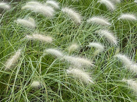 Lamp cleaner grass,feather bristle grass Pennisetum,is a beautiful grass perennial with feather-like bristles in autumn. Lamp cleaner grass,feather bristle grass pennisetum,is a beautiful grass perennial with feather-like bristles in autumn.