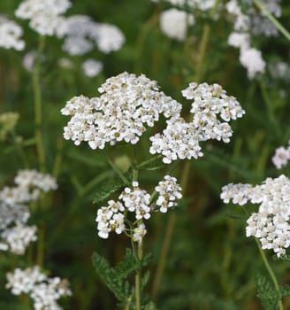 Yarrow,Achillea millefolium,is an important medicinal and medicinal plant and with white or pink flowers. Yarrow,Achillea millefolium,is an important medicinal and medicinal plant with white or pink flowers.
