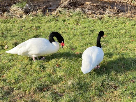 The Black-necked Swan is a species of bird in the Anatidae family. The black-necked swan is a species of swan (Cygnus),which belongs to the family of duck birds (Anatidae).