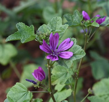 The Mauritanian mallow is very robust and brings a lot of color to the garden with its large flowers. The Mauritanian mallow is very robust and brings a lot of color to the garden with its large flowers