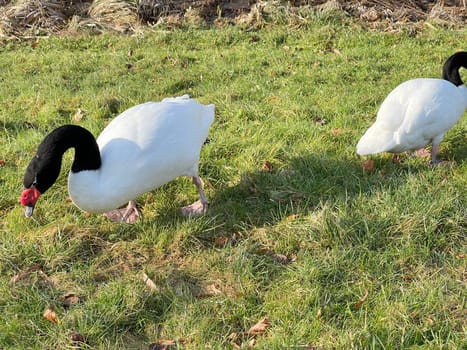 The Black-necked Swan is a species of bird in the Anatidae family. The black-necked swan is a species of swan (Cygnus),which belongs to the family of duck birds (Anatidae).