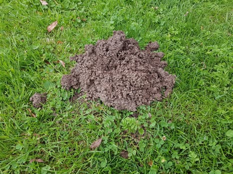 Mole hills on lawns can leave unpleasant marks. Molehills on lawns can leave unsightly marks.