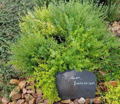 Thyme is an important medicinal and growing plant. Thyme is an important medicinal and aromatic plant.