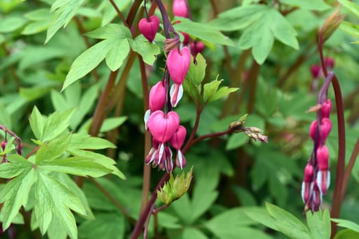 Dicentra,spectabiles,is a beautiful flowering plant. Bleeding Heart,Dicentra,spectabiles,is a beautiful flowering plant