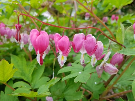 Dicentra,spectabiles,is a beautiful flowering plant. Bleeding Heart,Dicentra,spectabiles,is a beautiful flowering plant