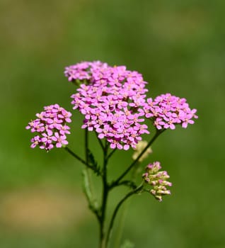 Yarrow,Achillea millefolium,is an important medicinal and medicinal plant and with white or pink flowers. Yarrow,Achillea millefolium,is an important medicinal and medicinal plant with white or pink flowers.